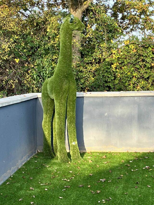Easigrass Dublin