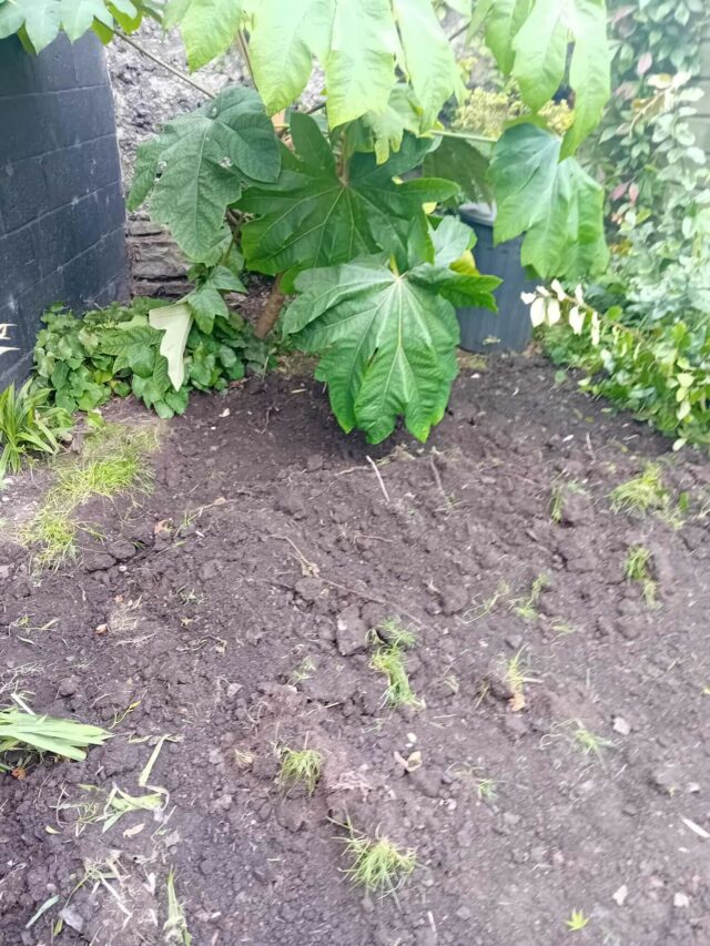 Easigrass Dublin